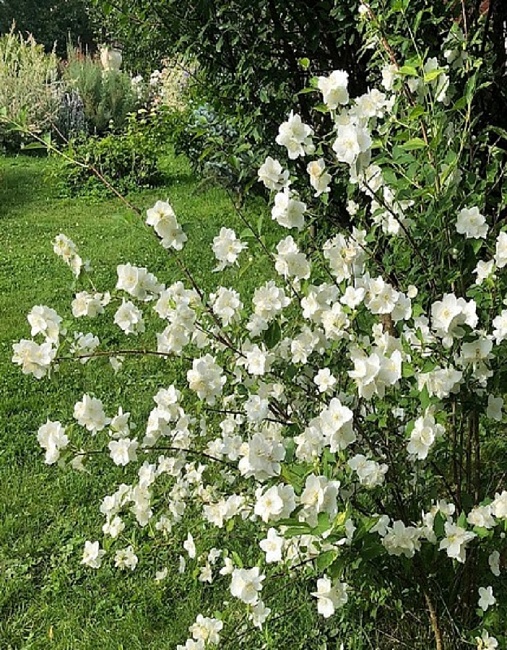 Чубушник венечный Инносенс 1 шт Р9